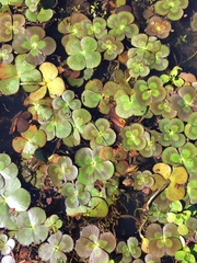 Marsilea mutica