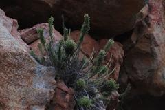 Dolichothrix ericoides