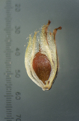 Schoenoplectus subulatus
