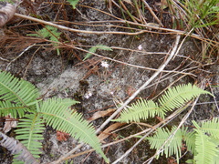 Stylidium schizanthum