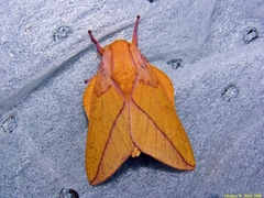 Syssphinx bisecta