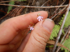 Stylidium schizanthum