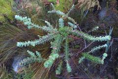 Cliffortia reniformis