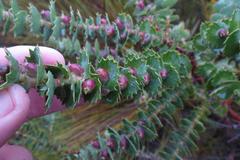 Cliffortia reniformis