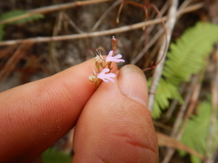 Stylidium schizanthum