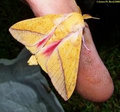 Syssphinx bisecta