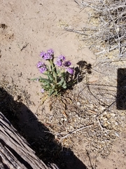 Phacelia integrifolia integrifolia