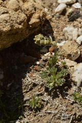 Artemisia genipi