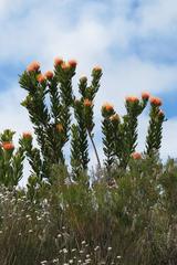 Leucospermum pluridens