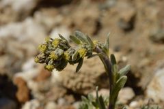 Artemisia genipi