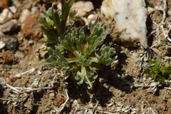 Artemisia genipi