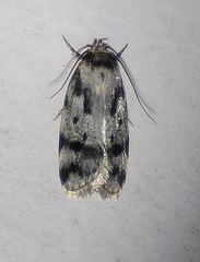 Barea basigramma