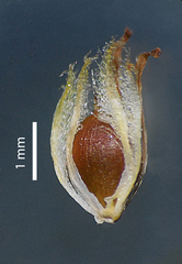 Schoenoplectus subulatus