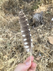 Otus scops