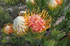 Leucospermum pluridens