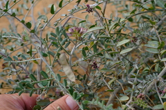 Lessertia brachypus