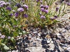 Phacelia integrifolia integrifolia