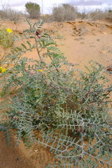 Lessertia brachypus