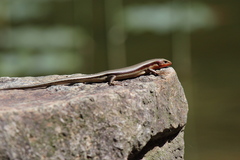 Plestiodon japonicus