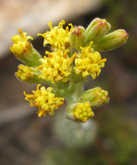 Senecio pauciflosculosus