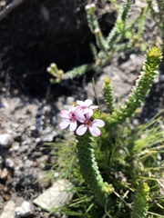 Adenandra rotundifolia