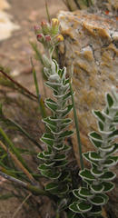 Senecio pauciflosculosus