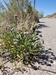 Phacelia integrifolia integrifolia