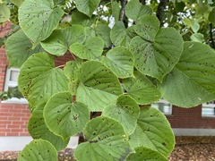 Paracercosporidium microsorum