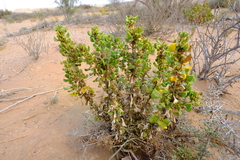 Tetragonia reduplicata