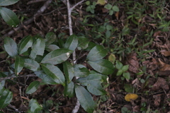 Cassipourea malosana