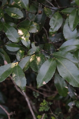 Cassipourea malosana