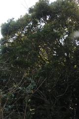 Cassipourea malosana