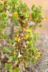 Tetragonia reduplicata