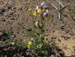 Nemesia karroensis