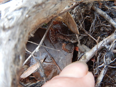 Austrochaperina gracilipes