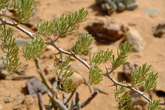 Asparagus graniticus