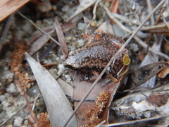 Austrochaperina gracilipes