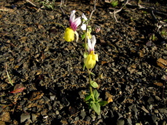 Nemesia karroensis