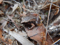 Austrochaperina gracilipes