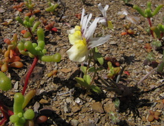 Nemesia karroensis