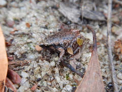 Austrochaperina gracilipes