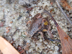 Austrochaperina gracilipes