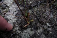 Disa inflexa