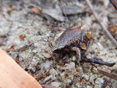 Austrochaperina gracilipes