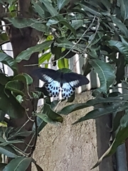 Papilio polymnestor