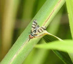 Ceroxys urticae
