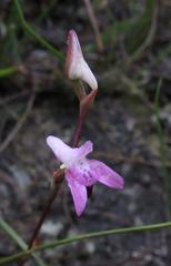 Disa inflexa