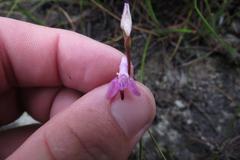 Disa inflexa