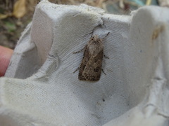 Agrotis bigramma