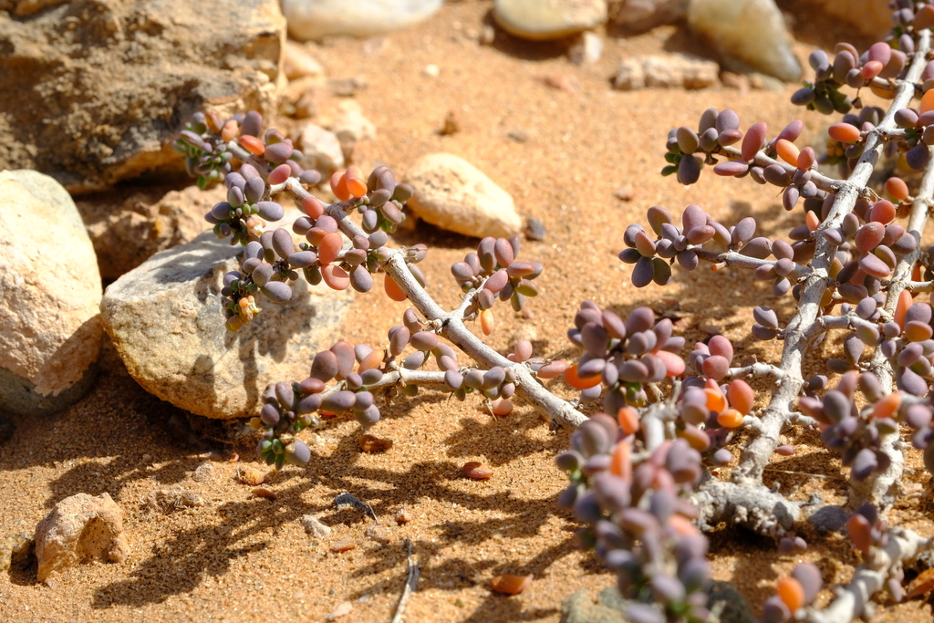 Tetraena applanata